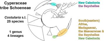 Image result for Costularia natalensis