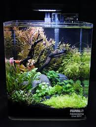 Lovely Aquascaping In This Small Fish Tank In 2020 Fresh Water Fish Tank Small Fish Tanks Fish Tank Plants