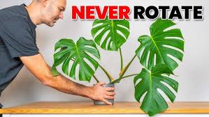 Image result for Gerrardinaceae