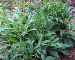 Image result for Rourea orientalis