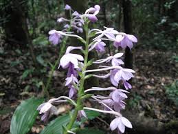 Image result for Calanthe sylvatica