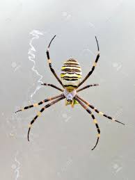 Check spelling or type a new query. Yellow Black Striped Spider On The Web Stock Photo Picture And Royalty Free Image Image 5490939