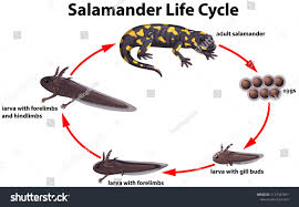 They do not normally give birth prior to the age of 5 the waste of a camel releases very little moisture. Salamander Life Cycle Concept Illustrationlife Salamander Cycle Illustration Business Cards Creative Templates Business Cards Creative Layout Template
