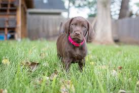 Find puppies for sale, started dogs for sale and finished dogs from all sorts of different pointing breeds, retrieving breeds and flushing breeds. Winners Of The 2015 Puppy Photo Contest