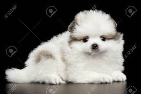 We did not find results for: Groomed Miniature Pomeranian Spitz White Puppy Liyng On Black Isolated Background Side View Stock Photo Picture And Royalty Free Image Image 83545994