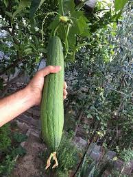 How To Grow Luffa Sponge Luffa Organic Gardening Organic Vegetable Garden
