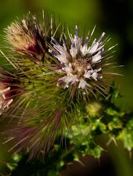 Image result for Cirsium  buchwaldii