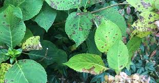 Image result for Cercospora hydrangea