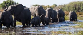 Andrew bachelor, betty gilpin, chance hurstfield and others. Meghan Markle S Elephant Coffee Kareem More Movies To Stream