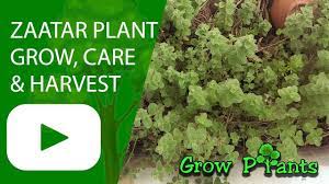 Zaatar (origanum syriacum), packet of 50 seeds, organic. Zaatar For Sale Grow Plants