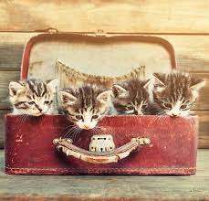 Find the cheapest pet insurance quotes in your area pet insurance is meant to protect o. Vetsmedicover The Pet Insurance People