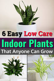 The variegated variety is by far the most common. 6 Easy Low Care Indoor Plants That Anyone Can Grow Balcony Garden Web
