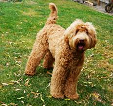 See more ideas about labradoodle, labradoodle pictures, labradoodle puppy. Australian Labradoodles Coat Care And Maintenance Valley Vineyard Labradoodles