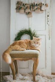 B Adli Kullanicinin Cats Panosundaki Pin Goruntuler Ile Kedi