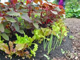 Unfortunately, many bonsai authors are long on style and short on. Ask Extension Do Fertilizers Help Or Hurt Plants Umn Extension