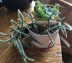 The first thing you need to do is get a pair of sharp scissors. Mouse Tail Rat Tail And Dog Tail Cactus