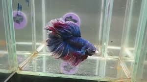 This freshwater species looks great anywhere; For Auction Purple Ribbons Rosetail Betta Male Bio53 Blingiton Youtube