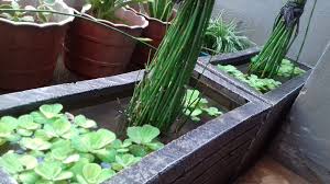 Tanaman untuk kolam ikan selanjutnya kali ini adalah peri air, dimana tanaman ini bersifat perennial/tahunan. Tanamanapuapu Hashtag On Twitter