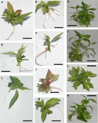 Some cultivators use an alternative, phytagel, instead of agar as their gelling medium in tissue culture processes. In Vitro Tissue Culture Of Apple And Other Malus Species Recent Advances And Applications Springerlink