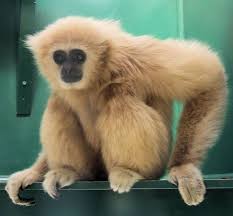 Lar Gibbon At The Welsh Mountain Zoo Zoo Animals Gibbon