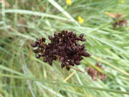 Image result for Juncus punctorius