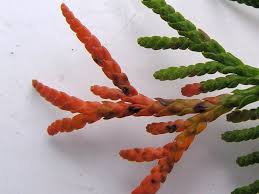 Image result for kabatina thujae