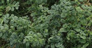 Image result for Coldenia procumbens