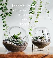 Peat moss is too acidic for succulents and these plants are featured in the star shaped glass container or use a single plant like the anacampseros rufescens purple sand rose in the larger glass piece. Terrarium Care How To Care For Terrariums With Succulents Cacti Tropicals Pistils Nursery