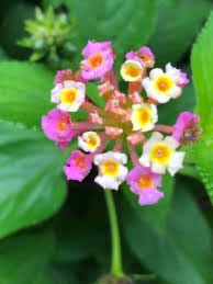 Image result for Lantana tiliifolia