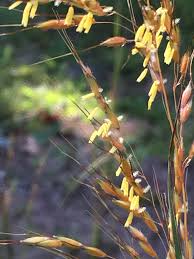 Image result for Sorghastrum stipoides