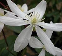 Maybe you would like to learn more about one of these? Snowdrift Armandii Evergreen Clematis 1 Gallon Vines Vines All Gardener Direct