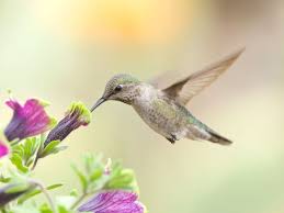 At that time, we didn't have any idea how to turn what seemed like a coincidence into a. For Hummingbirds The World Moves As Fast As They Do Science Smithsonian Magazine