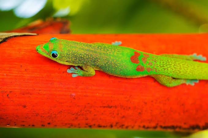 The Largest Day Gecko In The World