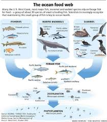Food Chain Catastrophe Emergency Shut Down Of West Coast Fisheries Populations Have Crashed 91 Percent Freedom Outpost Ocean Food Web Ocean Science Food Chain