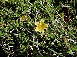 Image result for Sida hoepfneri