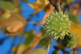 Which trees produce spiked round balls? Preventing A Sweetgum Tree From Making Balls Thriftyfun