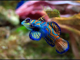Κеер rеаdіng tо mаkе thе mоst оut оf this friendly guіdе. Nine Of The World S Most Gorgeous Fish 30a