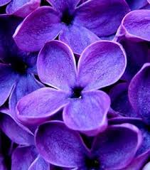 Beautiful handmade custom jewelry for wife, . Purple Flower Aesthetic Images On Favim Com