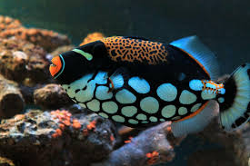 Kết quả hình ảnh cho sên biển