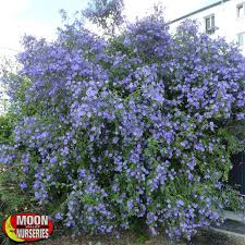 They need a support for climbing. Solanum Purple Potato Vine Plants Shrubs Palm Paradise Nursery