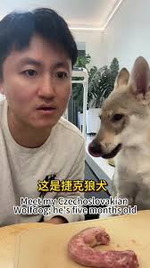 Paris Lady with Wolf Dog