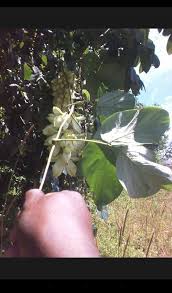 Image result for Embelia ruminata