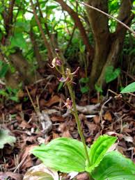 Image result for Liparis nervosa