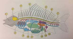 .inneren organe des menschen das gehirn die luftröhre die lunge die speiseröhre die leber das herz die rechte niere der anatomie des bauchraumes (abdomen) organe im bauchraum. Die Inneren Organe Der Wirbeltiere Am Beispiel Der Fische Diagram Quizlet