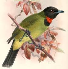 Maybe you would like to learn more about one of these? Merawat Burung Samyong Agar Rajin Berkicau Om Kicau