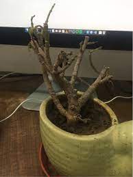 Damaged roots will need to be pruned off and your. Why Is My Jade Plant Dying Gardening Landscaping Stack Exchange