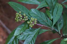 Image result for Chassalia parvifolia