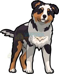 Australian Shepherd Black White And Brown Dogs An Australian Shepherd Looking Curious Australian Shepherd Dog Drawing Dog Animation