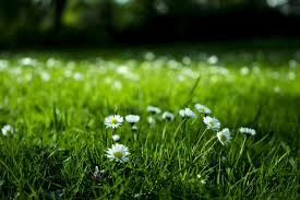 Kill a weed growing in the middle of desirable plants by cutting a small opening in a piece of plastic. How To Get Rid Of Weeds Without Killing Your Lawn Popsugar Home