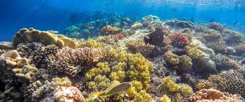 56 Liveaboard Duikvakanties Rode Zee Egypte Liveaboard Com